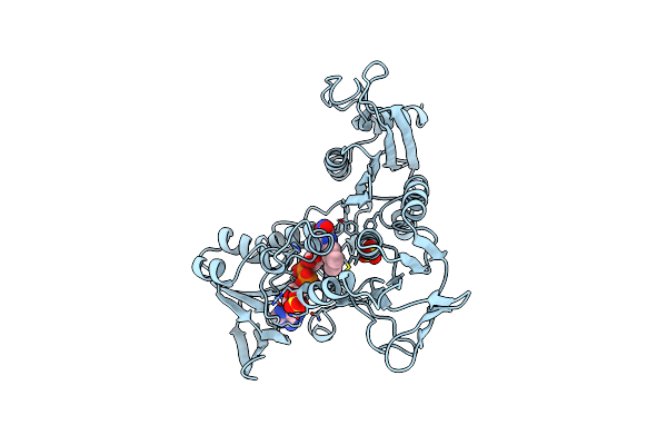 1NHP image