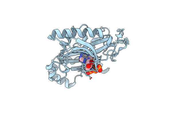 1XDN image