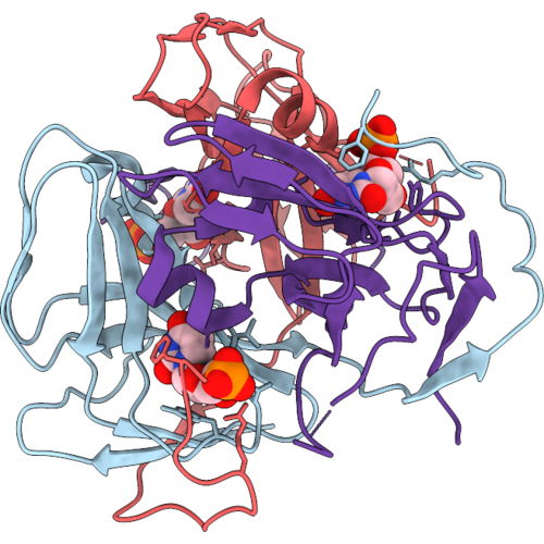 21HL image