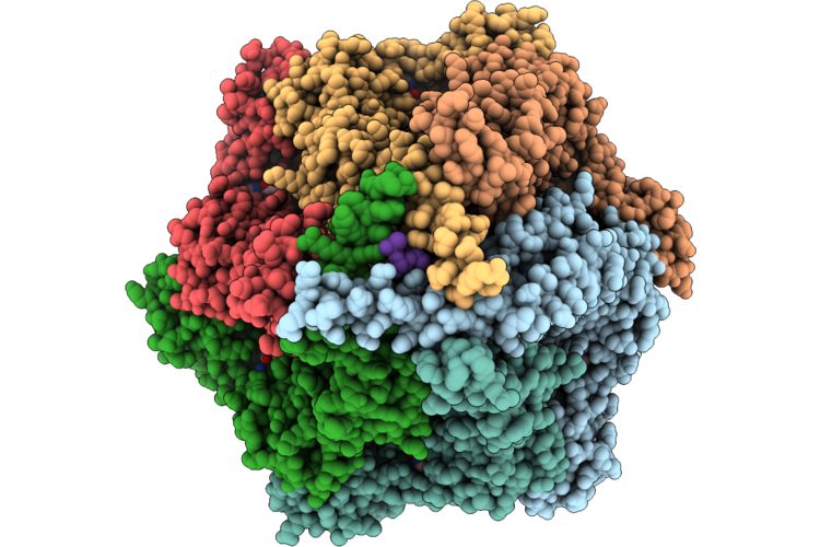 22IB image