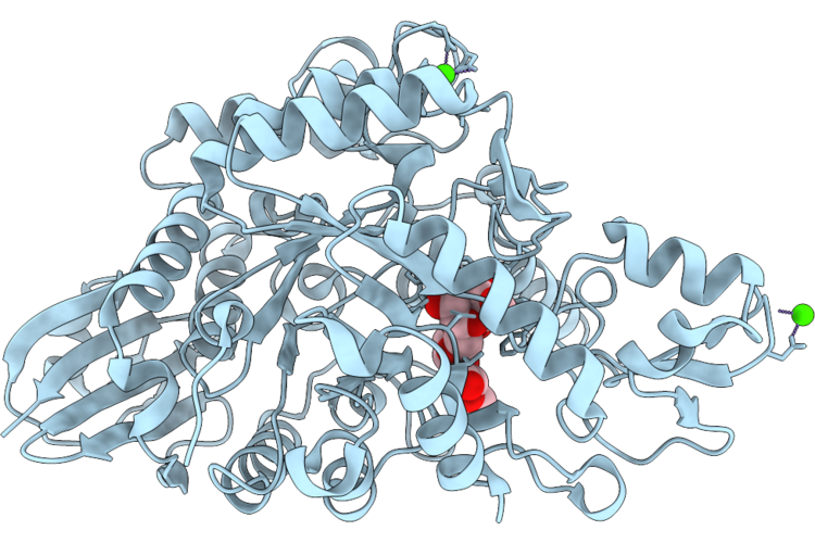 24FP image