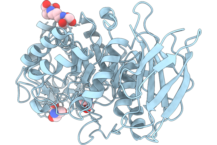 24ZP image