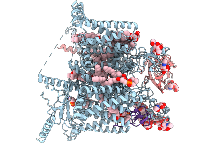 25II image