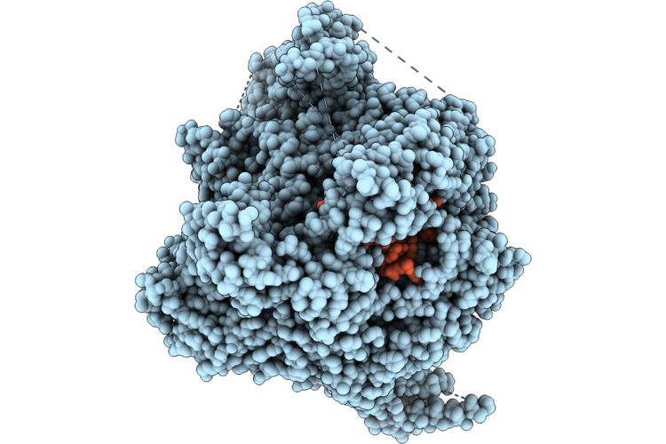 25XN image