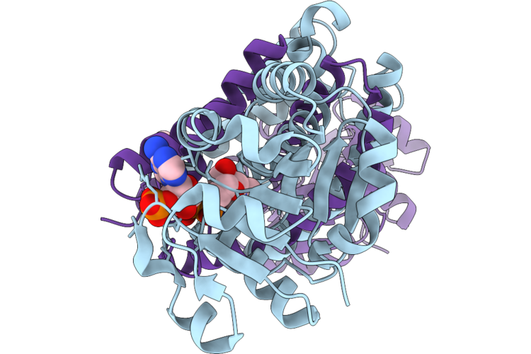 27IL image
