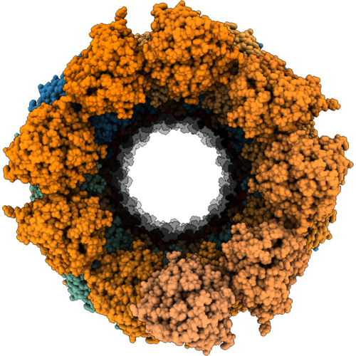 28EP image