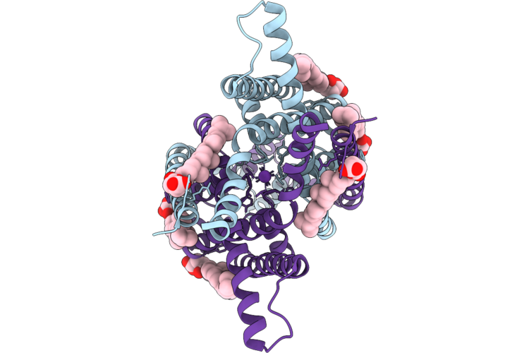 28IZ image