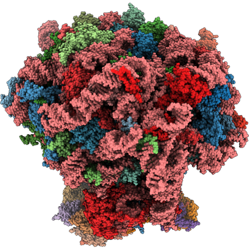 29IZ image