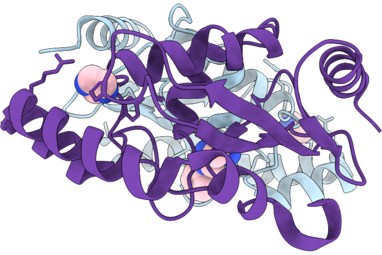 29LP image
