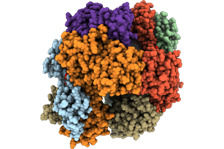 29ZG image