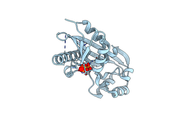 2AMH image