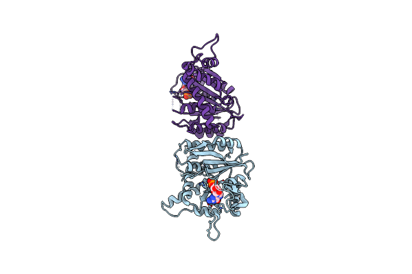 2D4H image