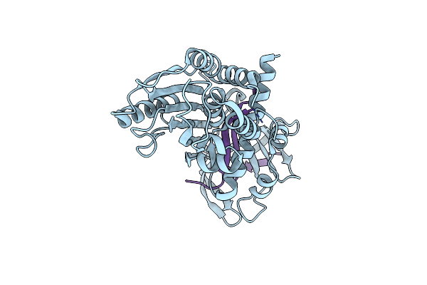 2H4P image