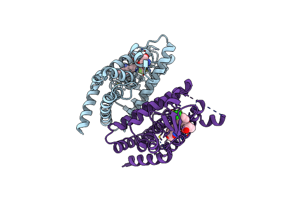 2P4Y image