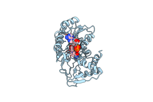 2P5Y image