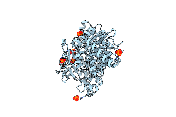 2XYM image