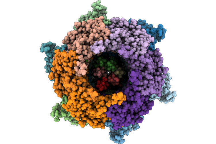 30YX image