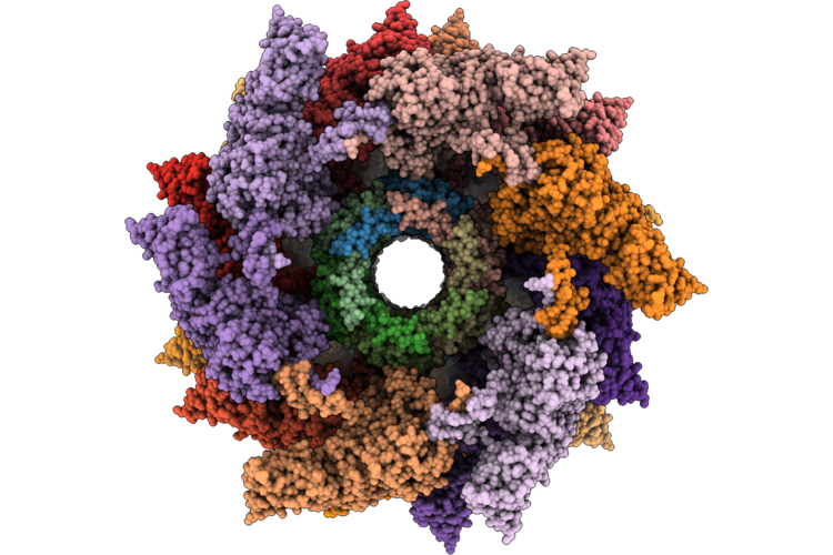 31EV image