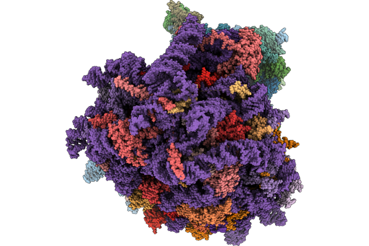 31FX image