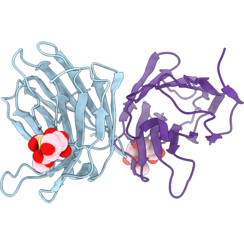 31ML image