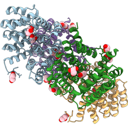 31NS image