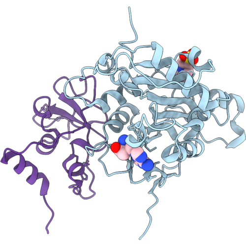 33YM image