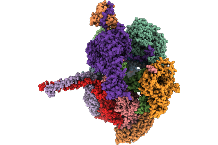 36BL image