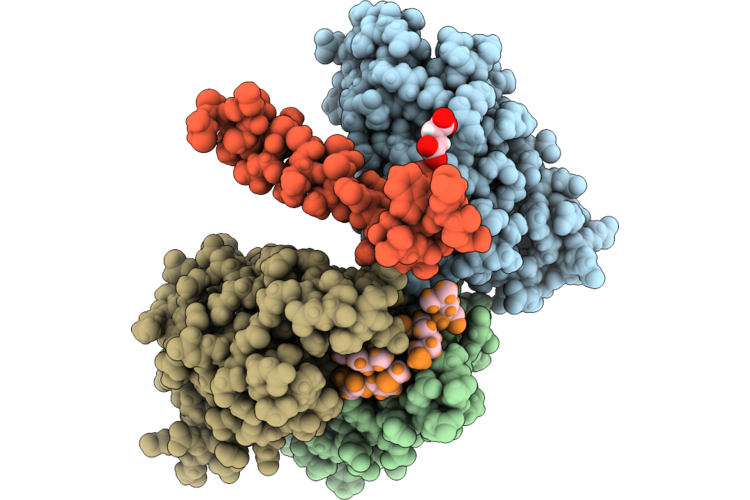36HB image