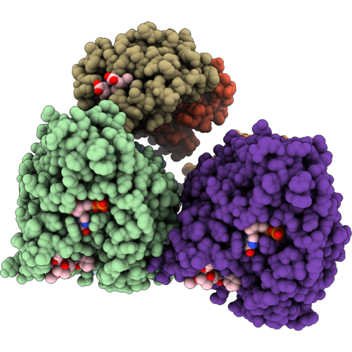 37RR image