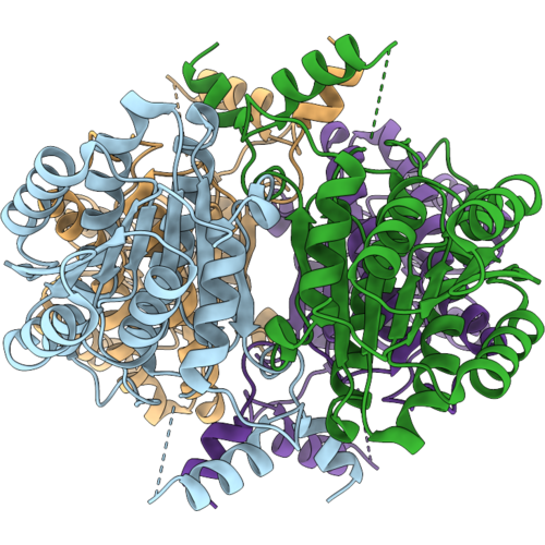 38RR image