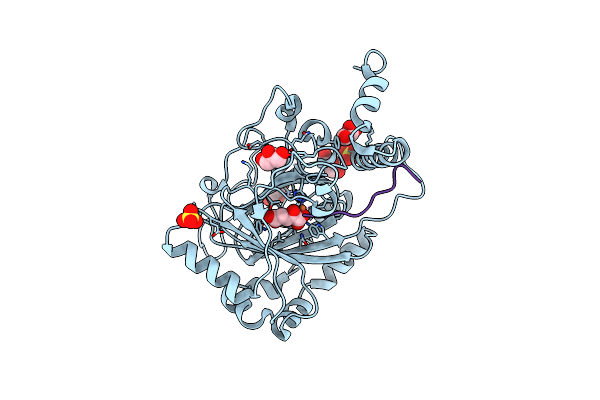 3P3N image