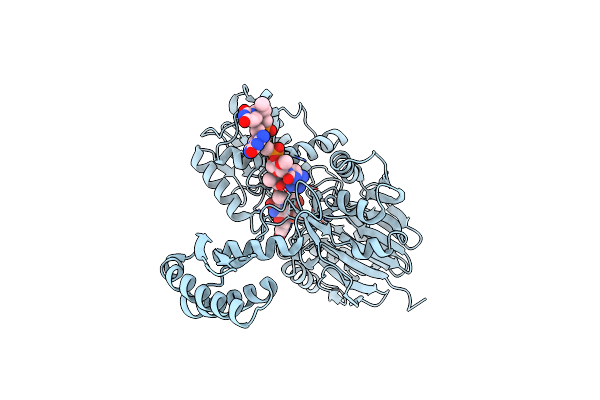 3T3N image