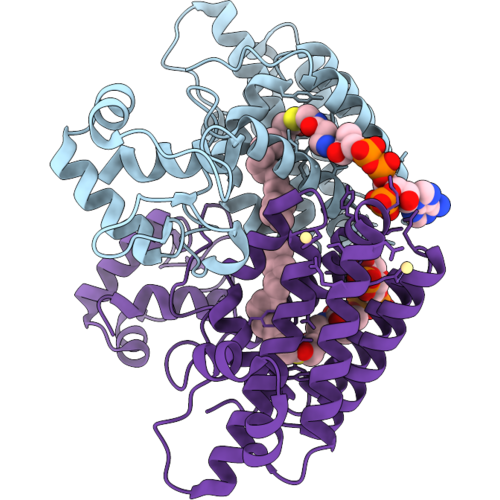 44MS image