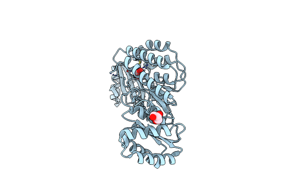 4AMP image