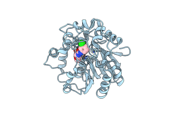4C4Y image