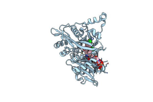 4CYN image