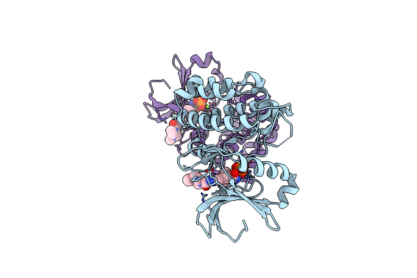 4DHF image