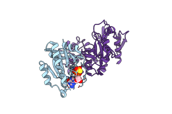 4DXA image