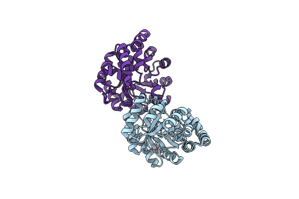 4DXV image