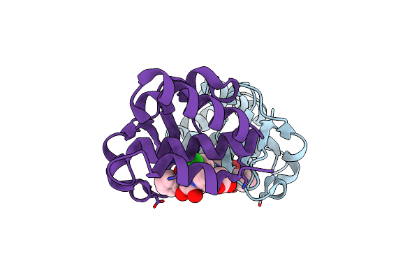 4IBC image