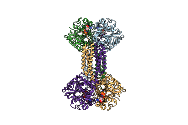 4IDP image