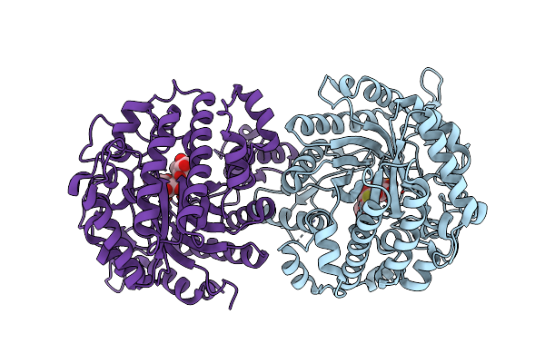 4IPN image