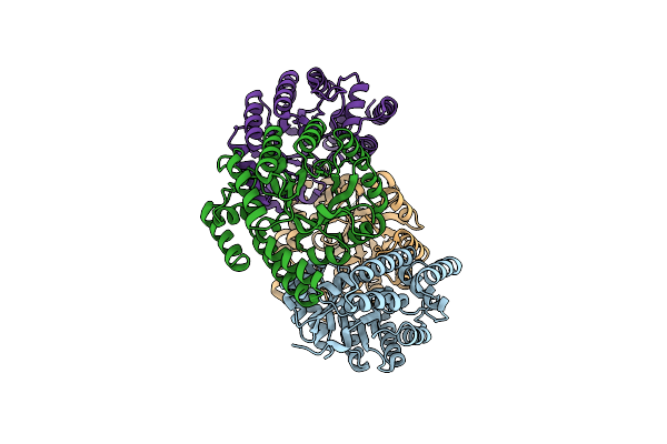 4N4P image