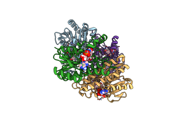 4NBT image