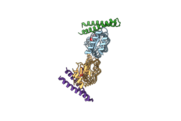 4NKG image