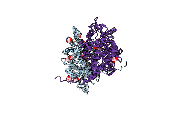 4P37 image