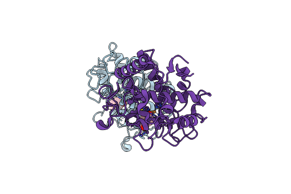 4P6T image