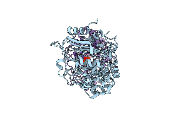 4P85 image