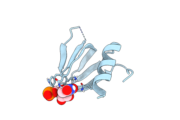4PNO image
