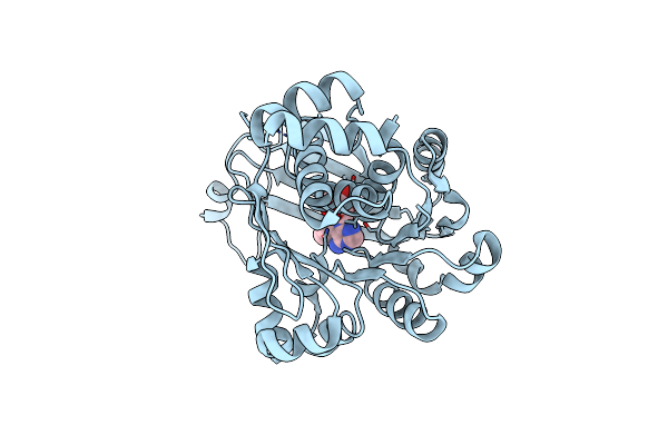 4PVV image